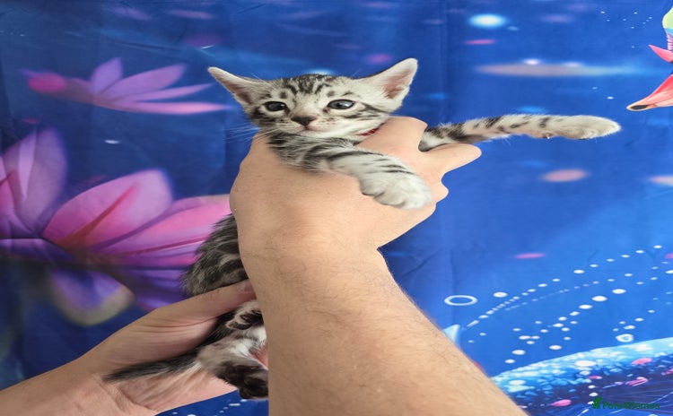 Bengal cats - Advert 3