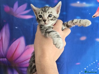 Bengal cats - Advert 2