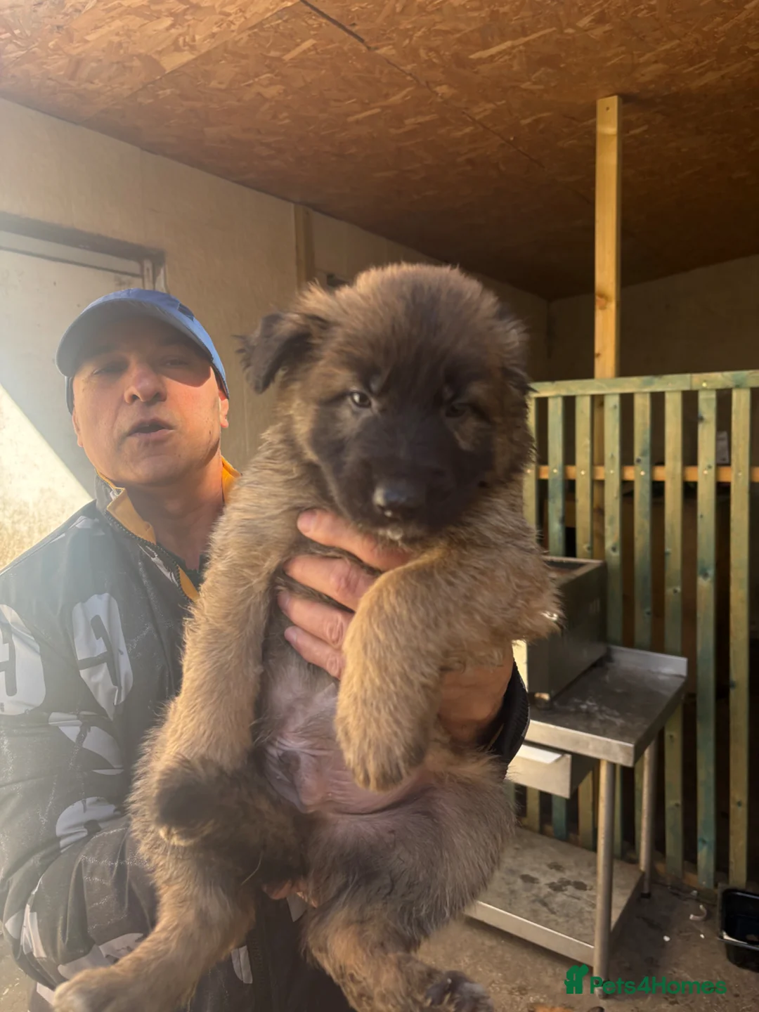 Mixed Breed dogs for sale: German shepherd.  in Ferryhill - Advert 2