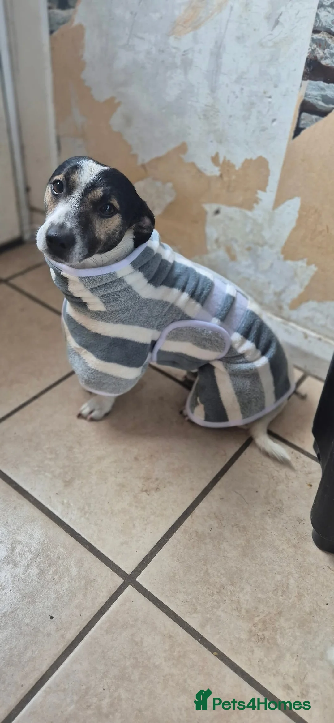 Jack Russell dogs for stud: Dog hes a boy  - Advert 2