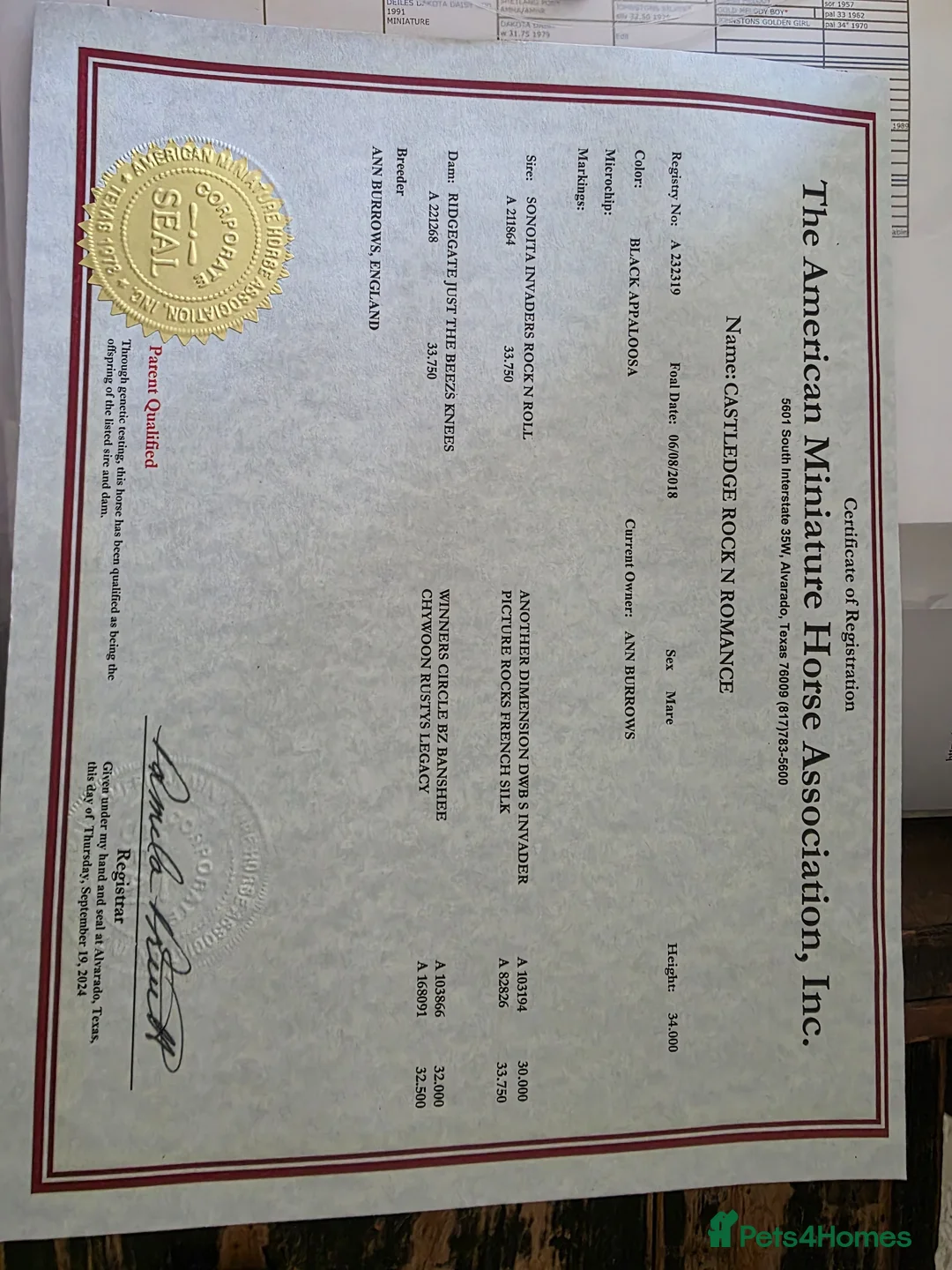 Miniature horses for sale: AMHA Miniature Appaloosa Mare in Colne - Advert 2