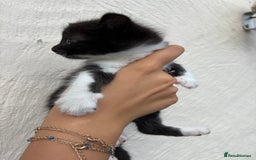 Mixed Breed cats for sale: 4 Kittens  - Image 10