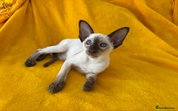Oriental cats for sale: lilac solid girl and chocolate point boy - Image 3