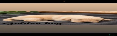 Golden Retriever 3