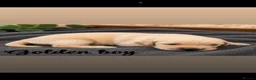 Golden Retriever dogs for sale: Stunning golden Retrever puppy’s  in Durham - Advert 7