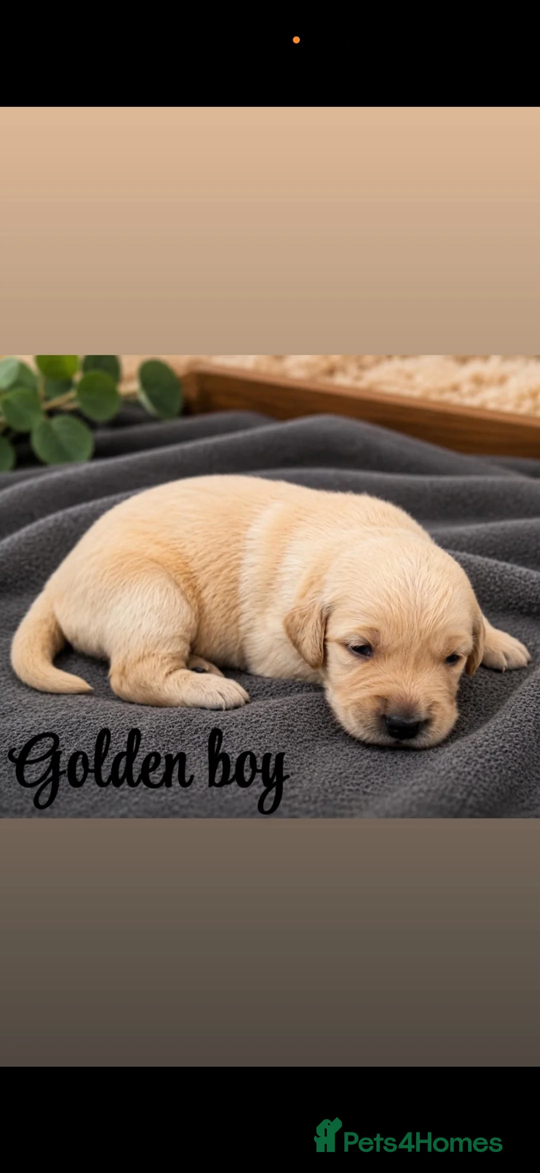 Golden Retriever dogs for sale: Stunning golden Retrever puppy’s  in Durham - Advert 7