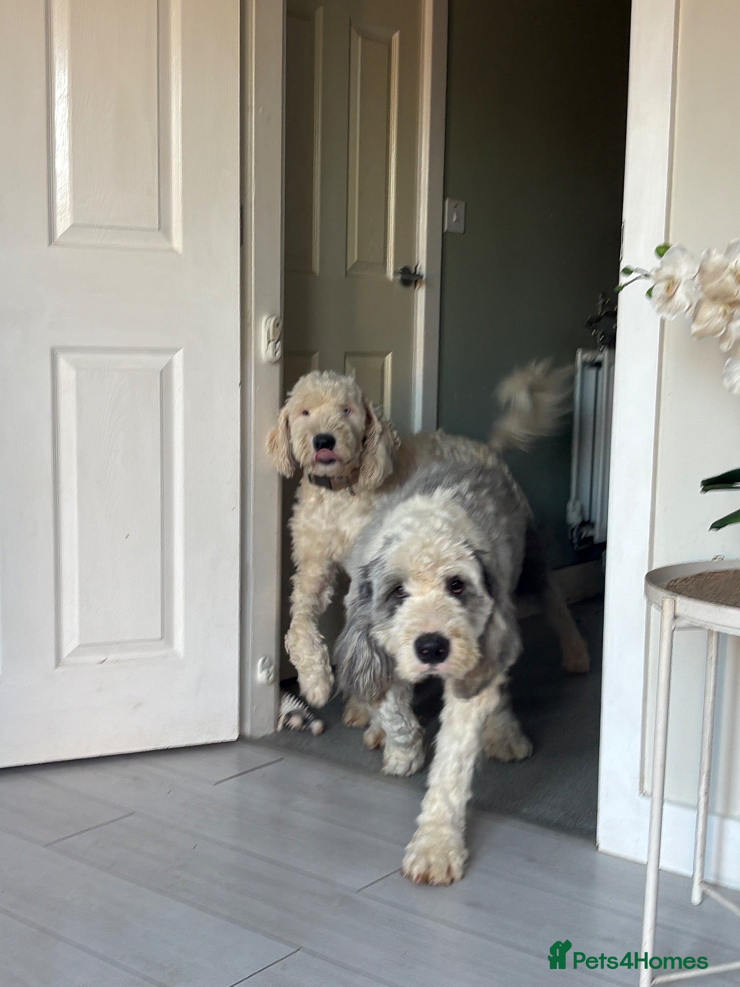 Old English Sheepdog dogs Two brothers sadly need rehoming  - Advert 1