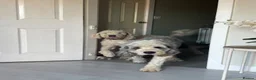 Old English Sheepdog dogs for sale: Two brothers sadly need rehoming  in Telford - Advert 1