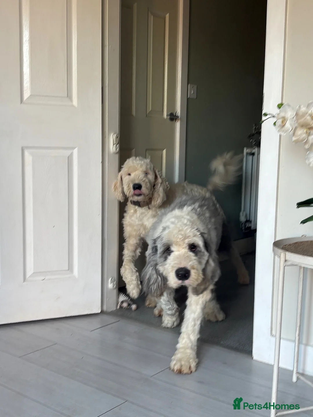 Old English Sheepdog dogs for sale: Two brothers sadly need rehoming  in Telford - Advert 1