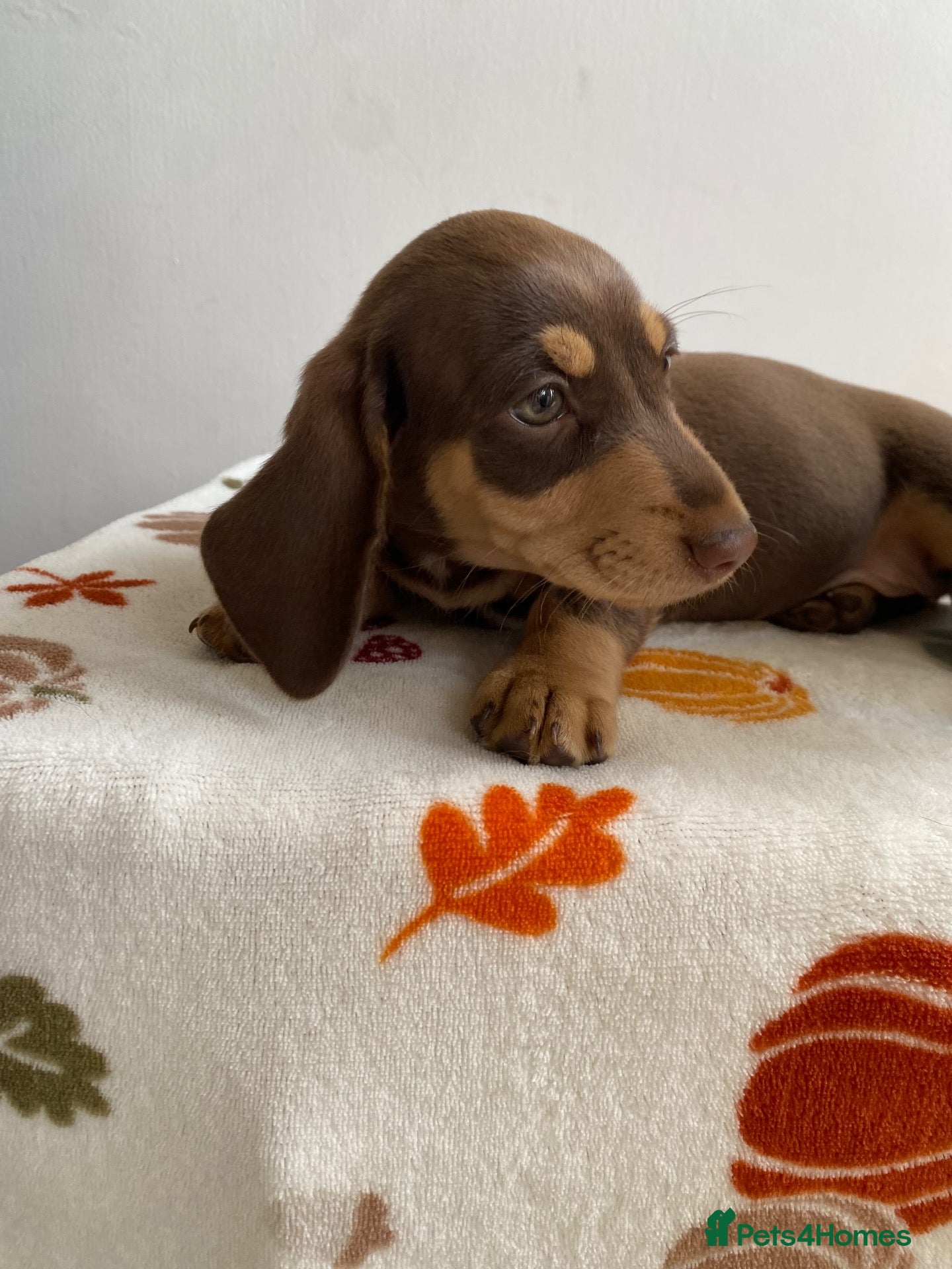 Miniature Dachshund dogs Miniature dachshund puppies - vet checked - Advert 2