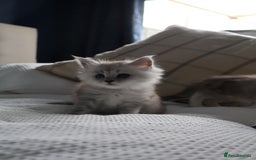 Maine Coon cats for sale: ***High Silver Shaded Kittens*** - Image 6