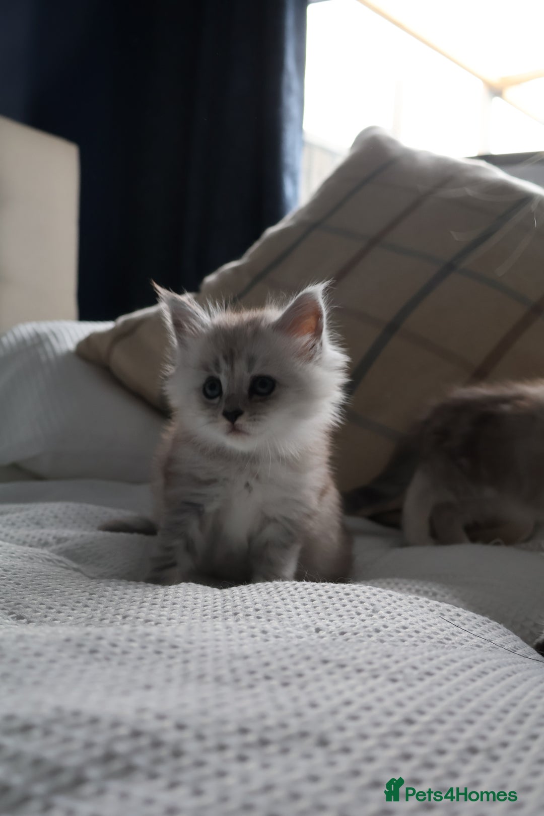 Maine Coon cats for sale: ***High Silver Shaded Kittens*** - Image 6