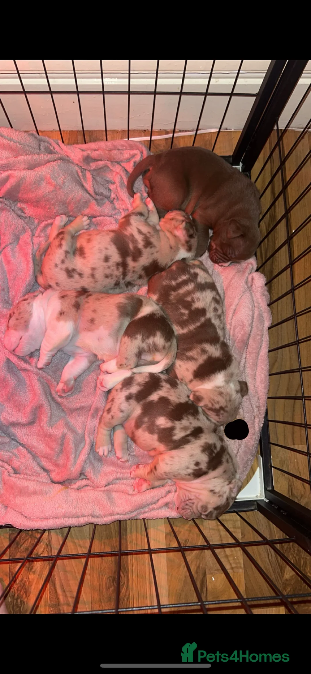 American Bully dogs for sale: 4 beautiful girl bully’s ready to go  - Advert 5