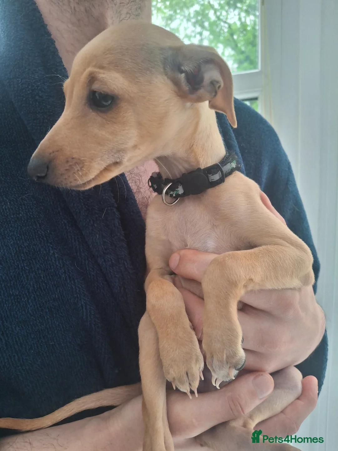 Italian Greyhound dogs for sale: 2 Beautiful boys KC Registered  - Advert 8