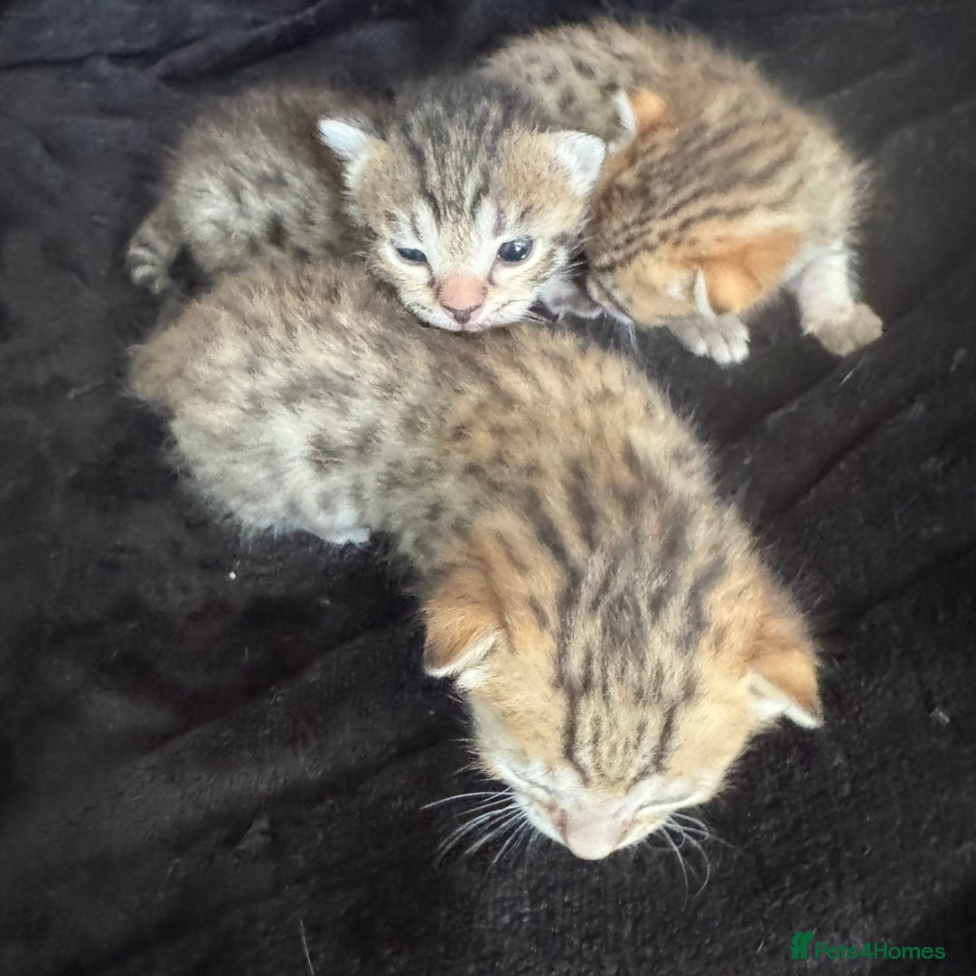 Savannah cats for sale: Stunning Savannah Kittens - Image 19