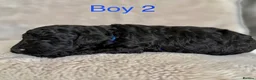 Bordoodle dogs for sale: Exceptional F1bbb Bordoodle Puppies  - Advert 9