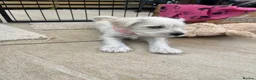Miniature Schnauzer dogs for sale: KC Pedigree Miniature Schnauzer Pups *READY TO GO* - Advert 12