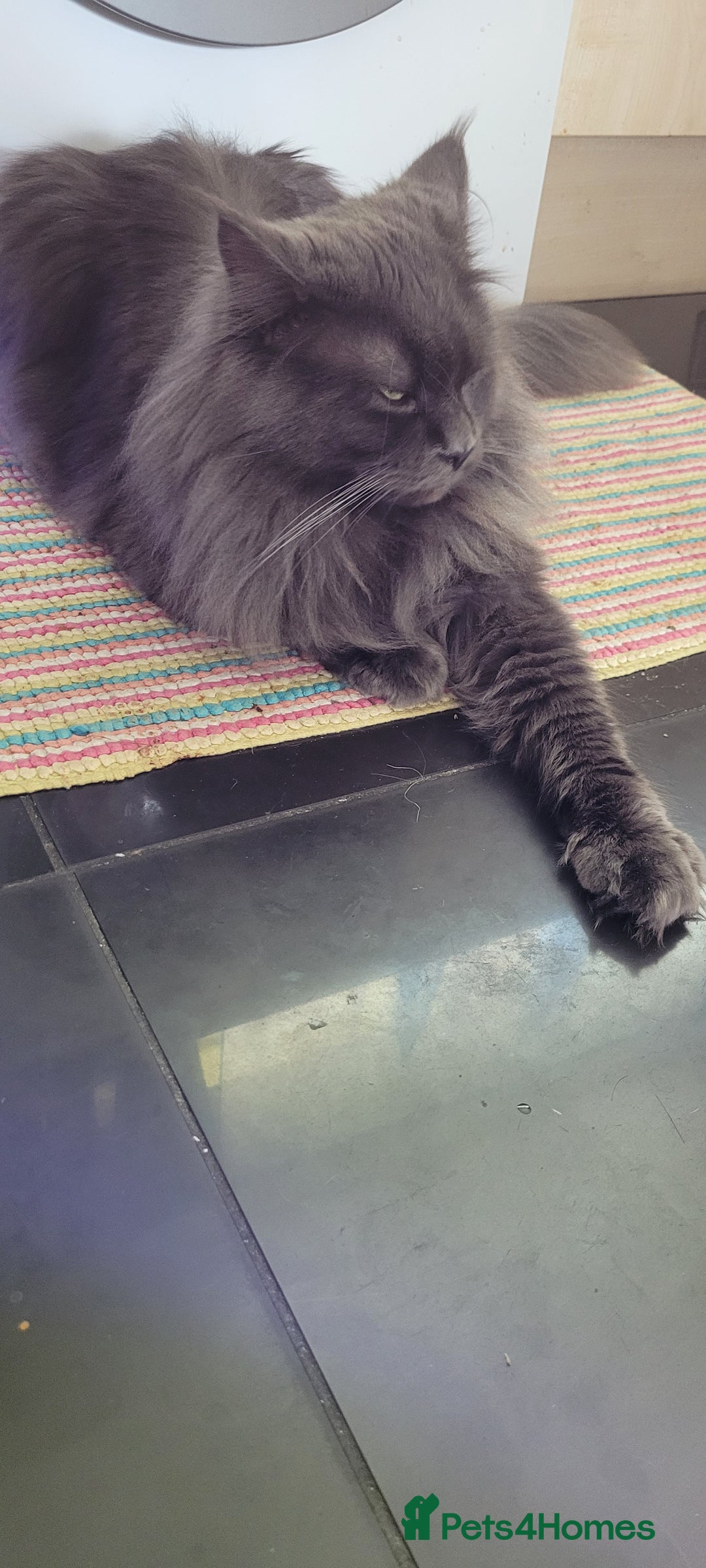 Maine Coon cats for sale: Maine Coon boy  - Advert 8