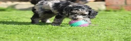 Cockapoo dogs for sale: Beautiful Cockapoo puppies for sale  - Advert 22