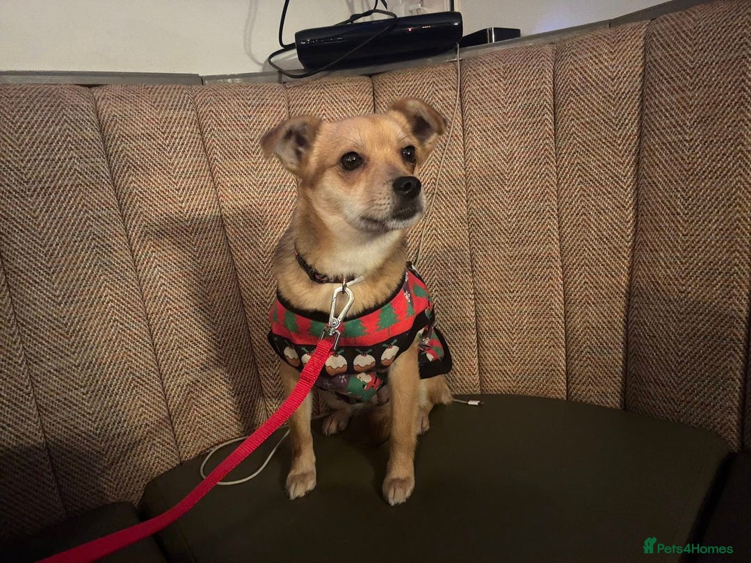 Mixed Breed dogs for adoption: Perfect Precious - Advert 7