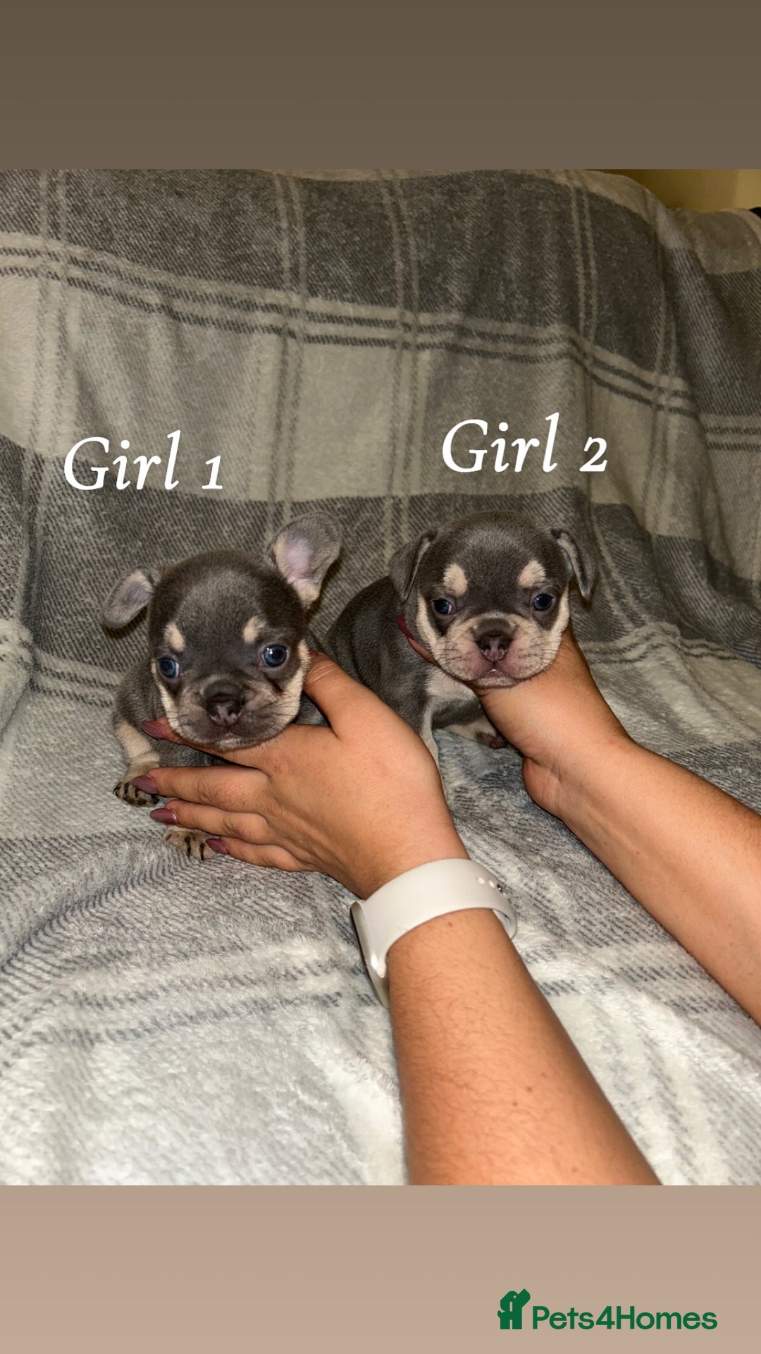 French Bulldog dogs for sale: 2 gorgeous lilac and tan french bulldogs  - Advert 1