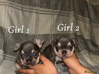 French Bulldog dogs 2 gorgeous lilac and tan french bulldogs - Advert 1