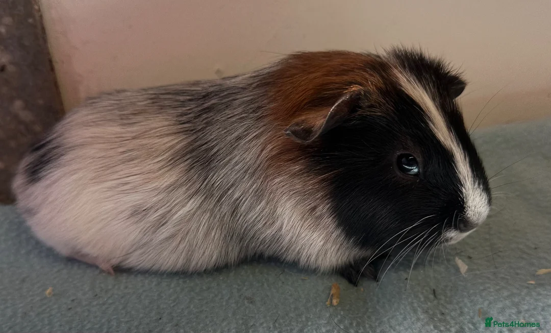 Guinea Pig rodents for sale: 6 week old baby guinea pigs  - Advert 9