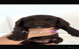 Sprocker dogs for sale: Sprocker spaniel pups  - Advert 2