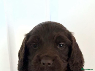 Sprocker dogs Sprocker spaniel pups - Advert 3