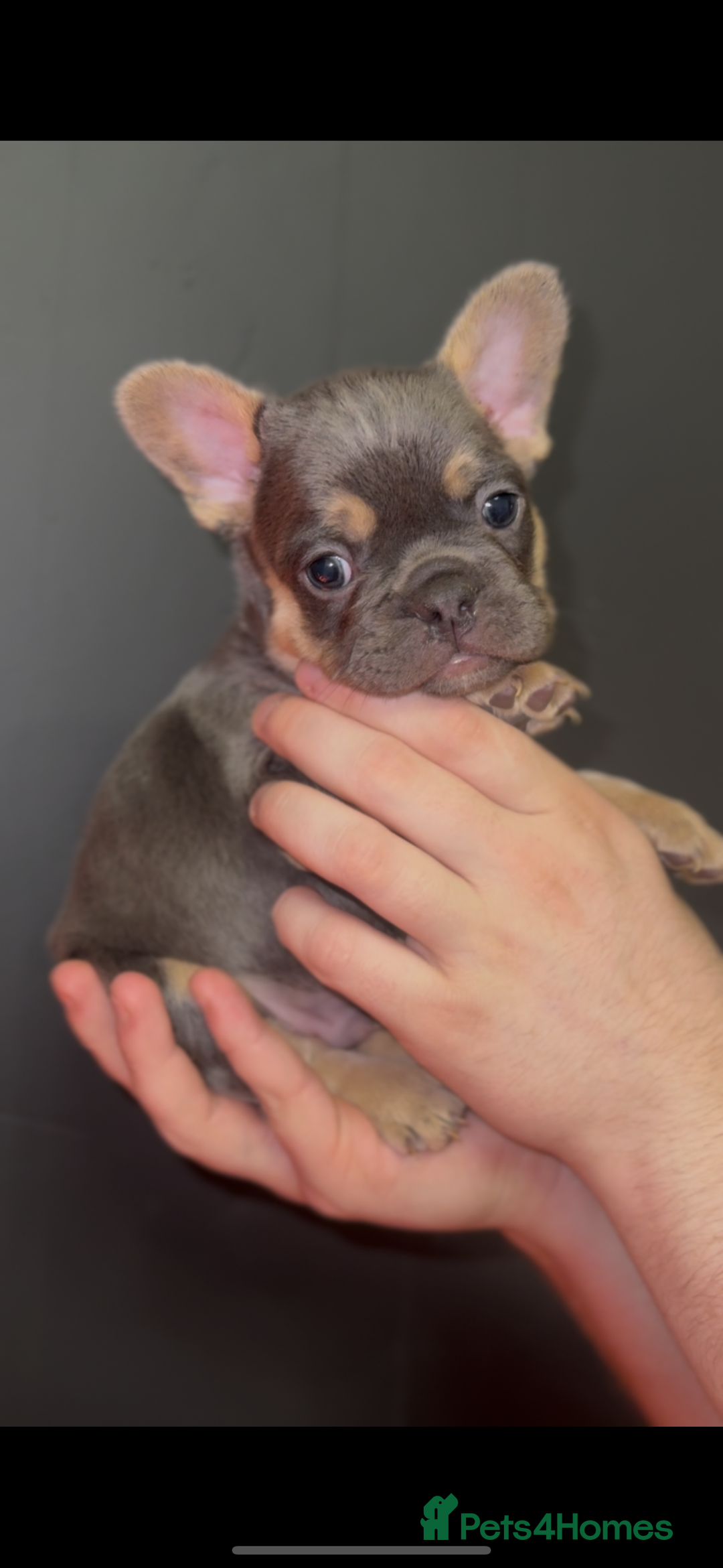 French Bulldog dogs for sale: New shade Full Fluffy French bulldog carrying pink - Advert 5