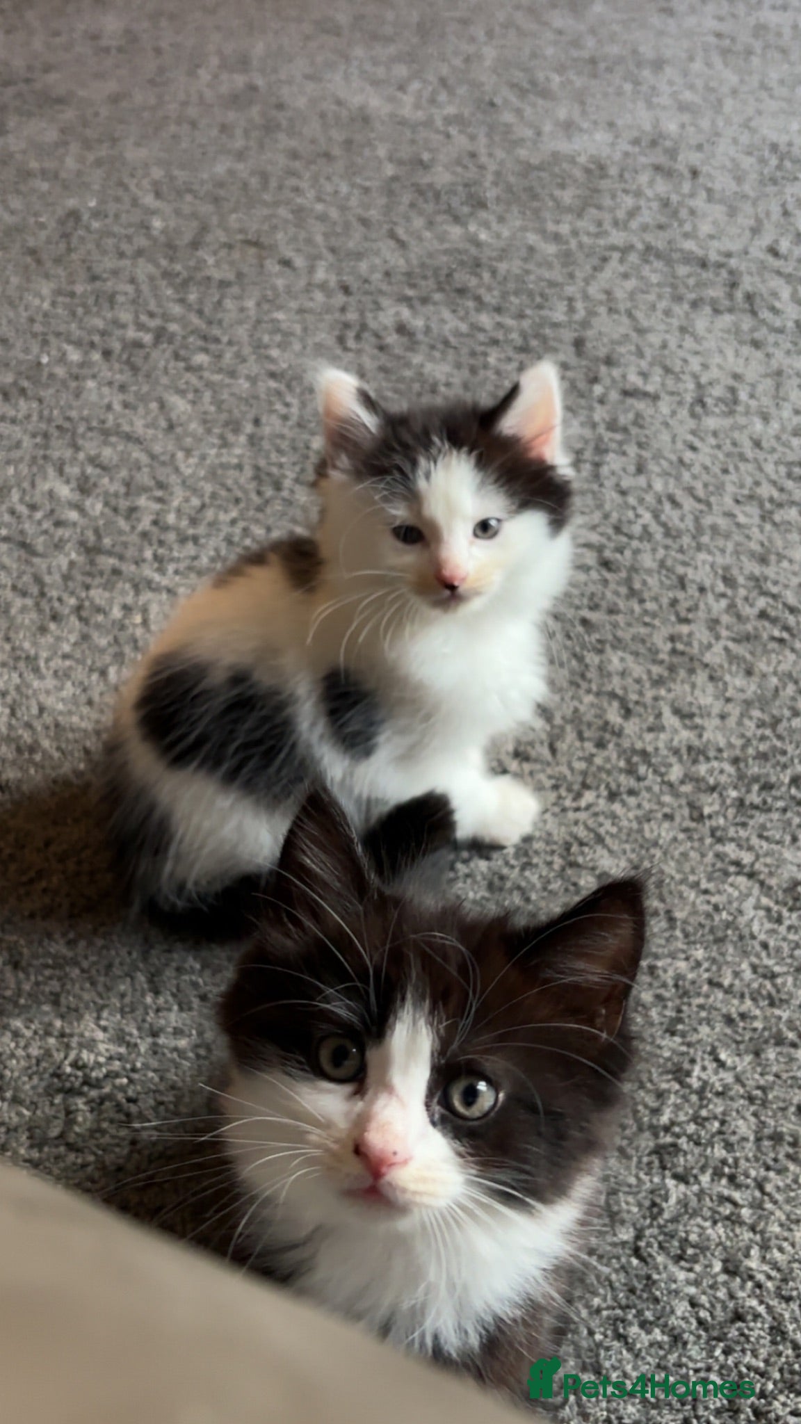 Mixed Breed cats 5 beautiful kittens for sale  - Advert 7