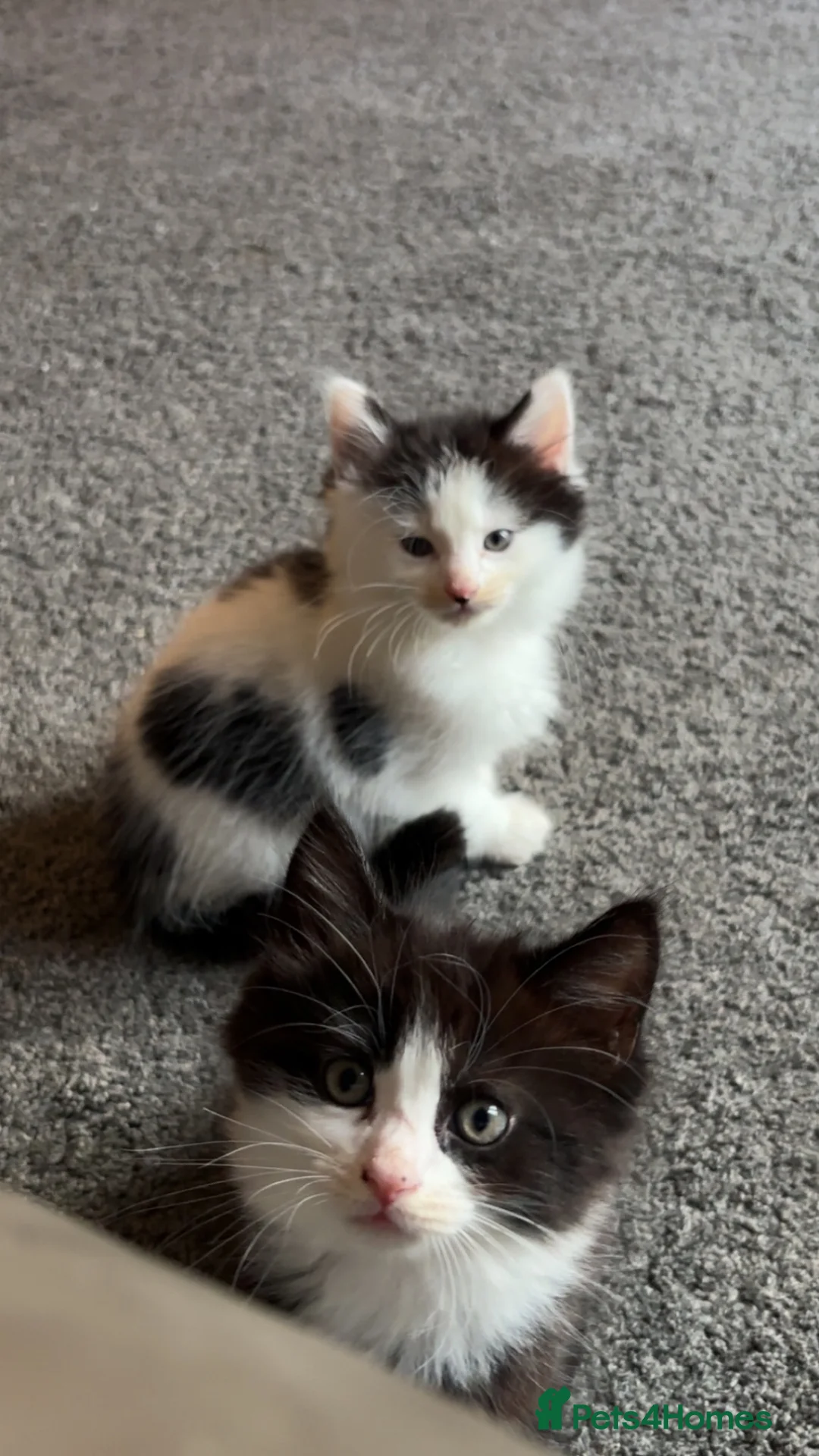 Mixed Breed cats for sale: 5 beautiful kittens for sale  - Advert 1
