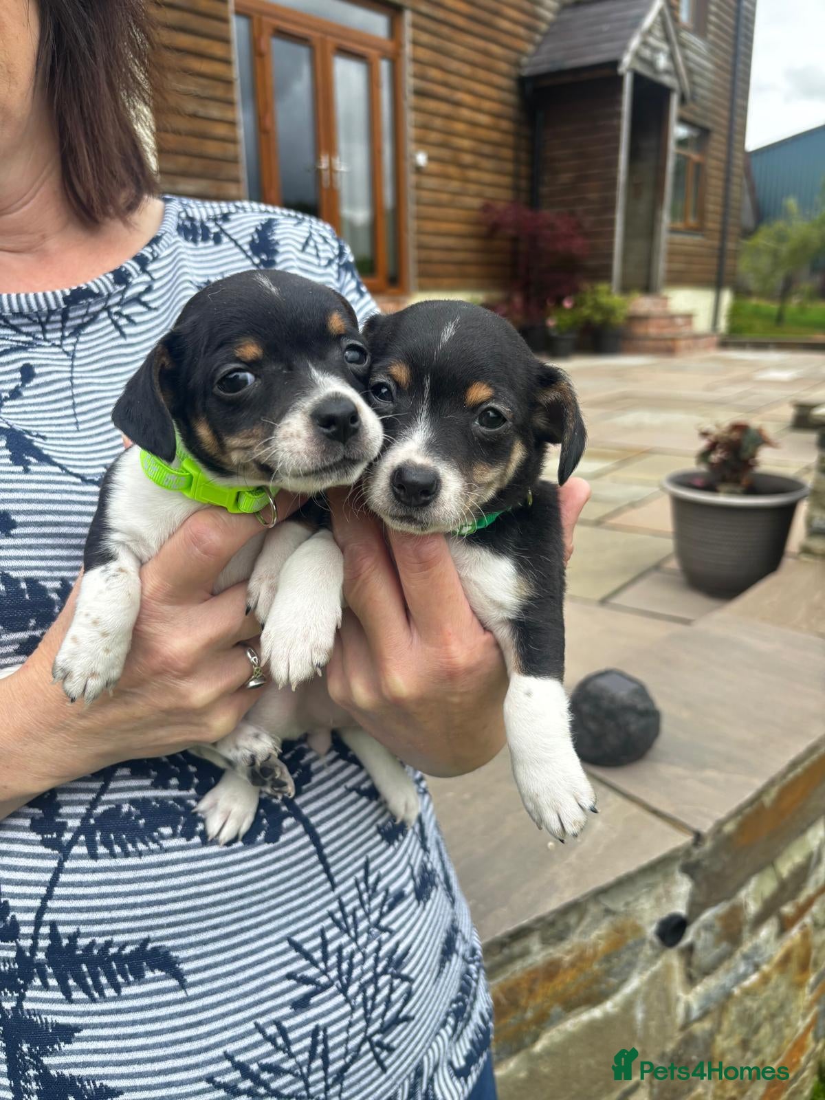 Jack Russell dogs Adorable Miniature Jack Russell puppies for sale - Advert 2