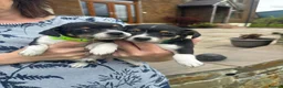 Jack Russell dogs for sale: Adorable Miniature Jack Russell puppies for sale - Advert 1
