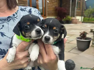 Jack Russell dogs Adorable Miniature Jack Russell puppies for sale - Advert 2