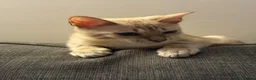 Bengal cats for sale: Light Mink in London - Advert 4