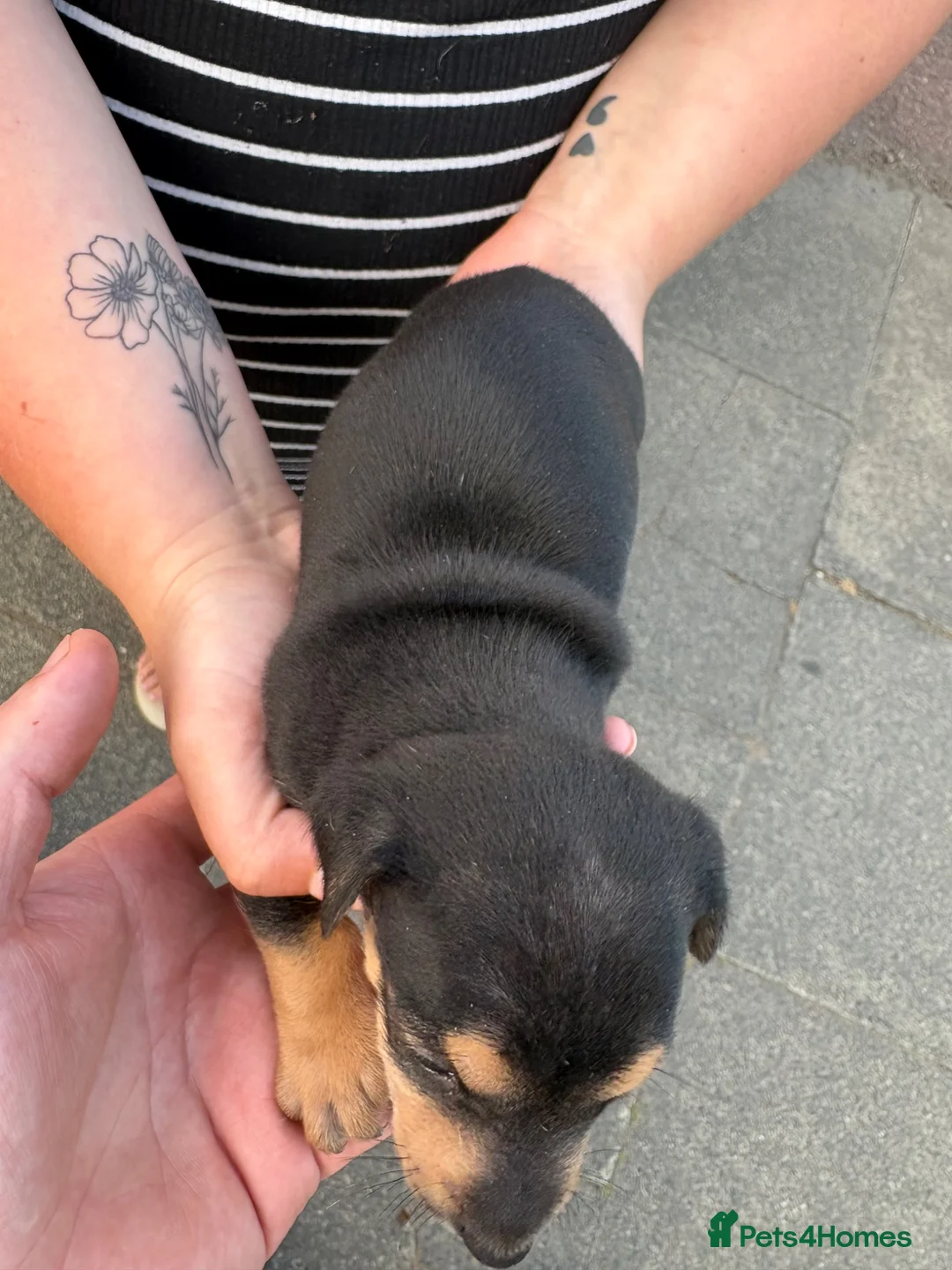Jack Russell dogs for sale: Stunning Jack Russell puppies for sale  in Sevenoaks - Advert 2