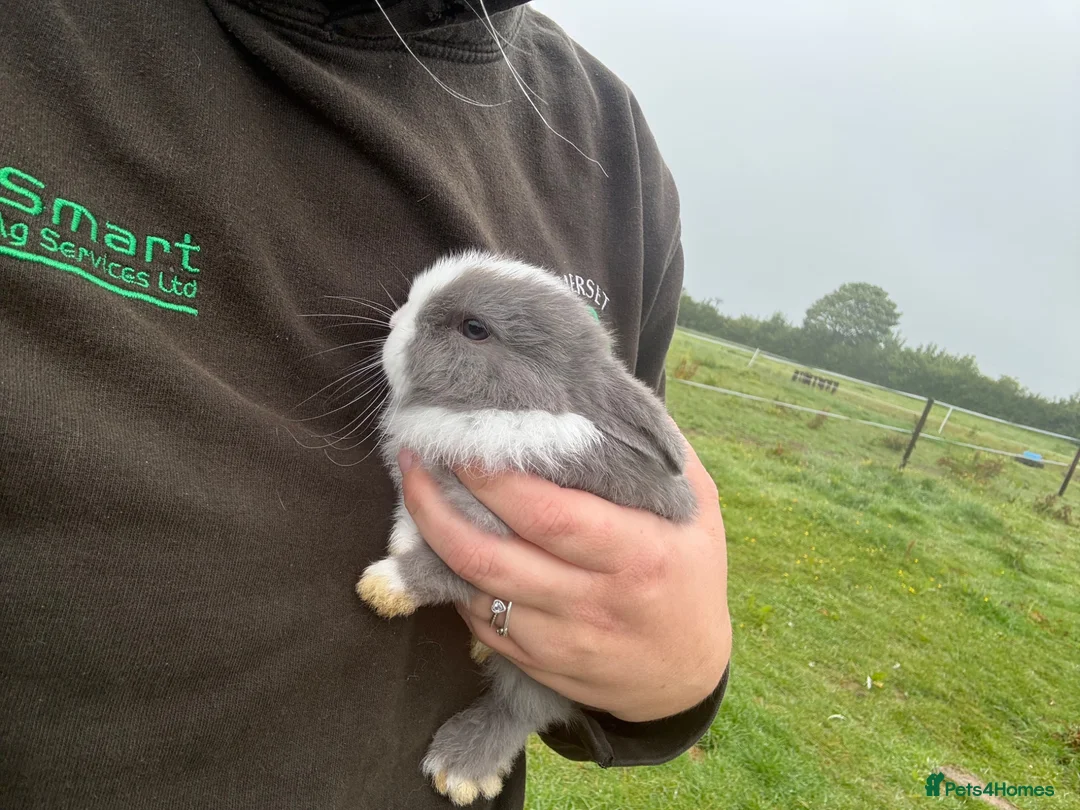 Mini Lop rabbits for sale: Mini lop bunnies  - Advert 3