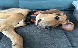 Mixed Breed dogs for adoption: LUNA - 9 months old, Adorable Girl Hound Mix Pup - Image 11
