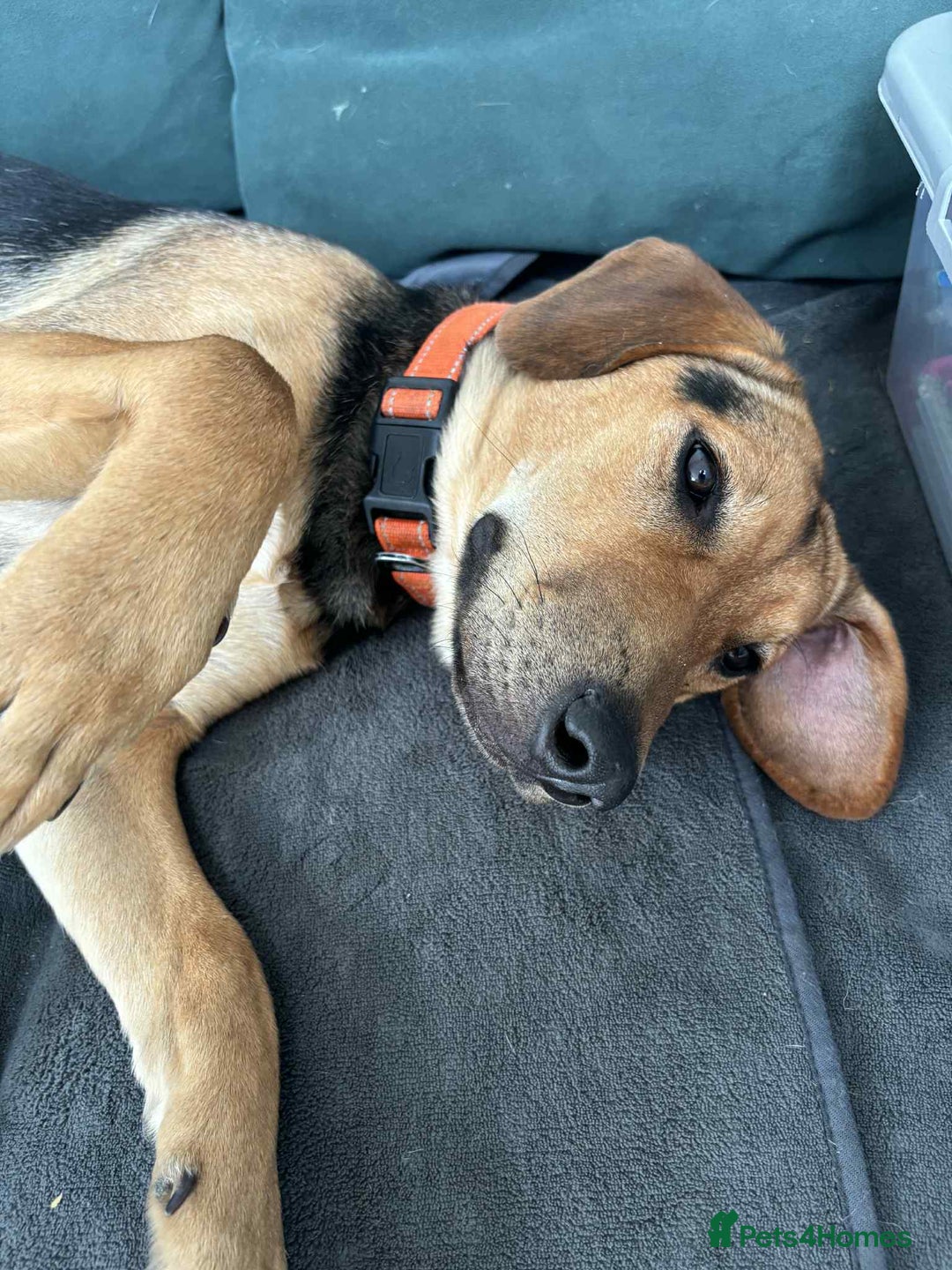 Mixed Breed dogs for adoption: LUNA - 9 months old, Adorable Girl Hound Mix Pup - Image 11