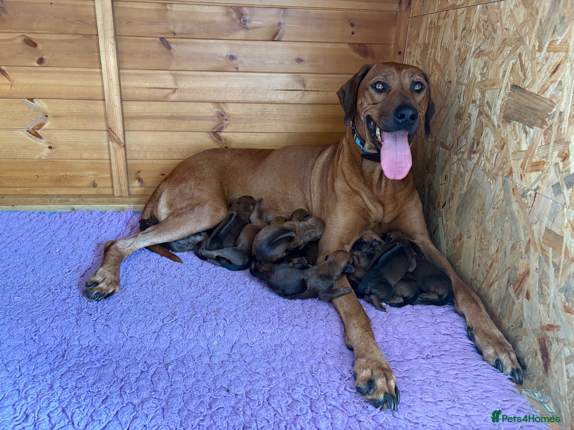 Rhodesian Ridgeback dogs International a world champion bloodlines - Advert 1