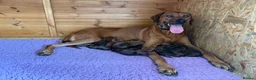 Rhodesian Ridgeback dogs for sale: International a world champion bloodlines - Advert 1