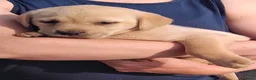 Labrador Retriever dogs for sale: Gorgeous Labrador KC Registered  - Advert 4
