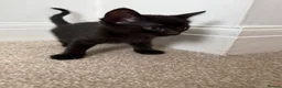 Mixed Breed cats for sale: Brownie, male kitten black with prominent stripes - Advert 7
