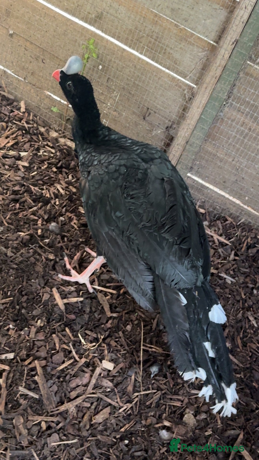 Softbills birds for sale: Northern helmeted curassow   - Image 1