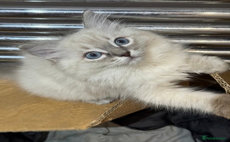 Ragdoll cats - Advert 13