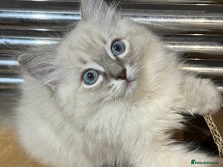 Ragdoll cats - Advert 16