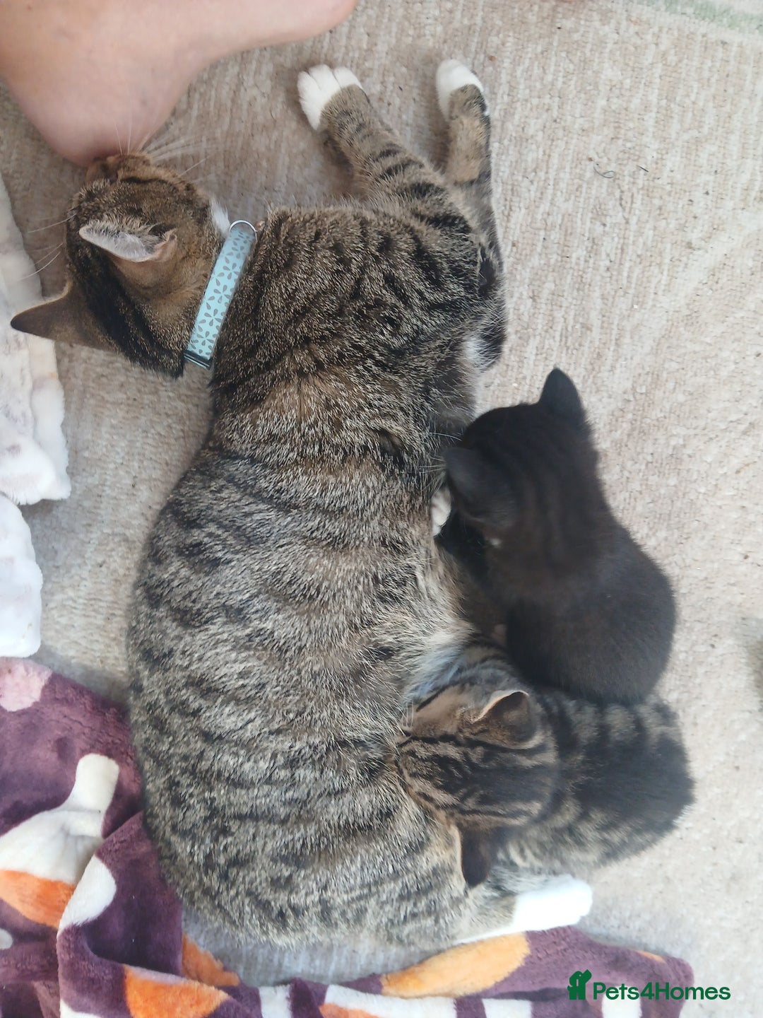 Mixed Breed cats for sale: Kittens for sale - Image 6