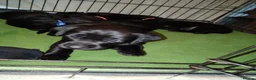 Labrador Retriever dogs for sale: Gorgeous  labrador retriever puppies for s in Durham - Advert 10
