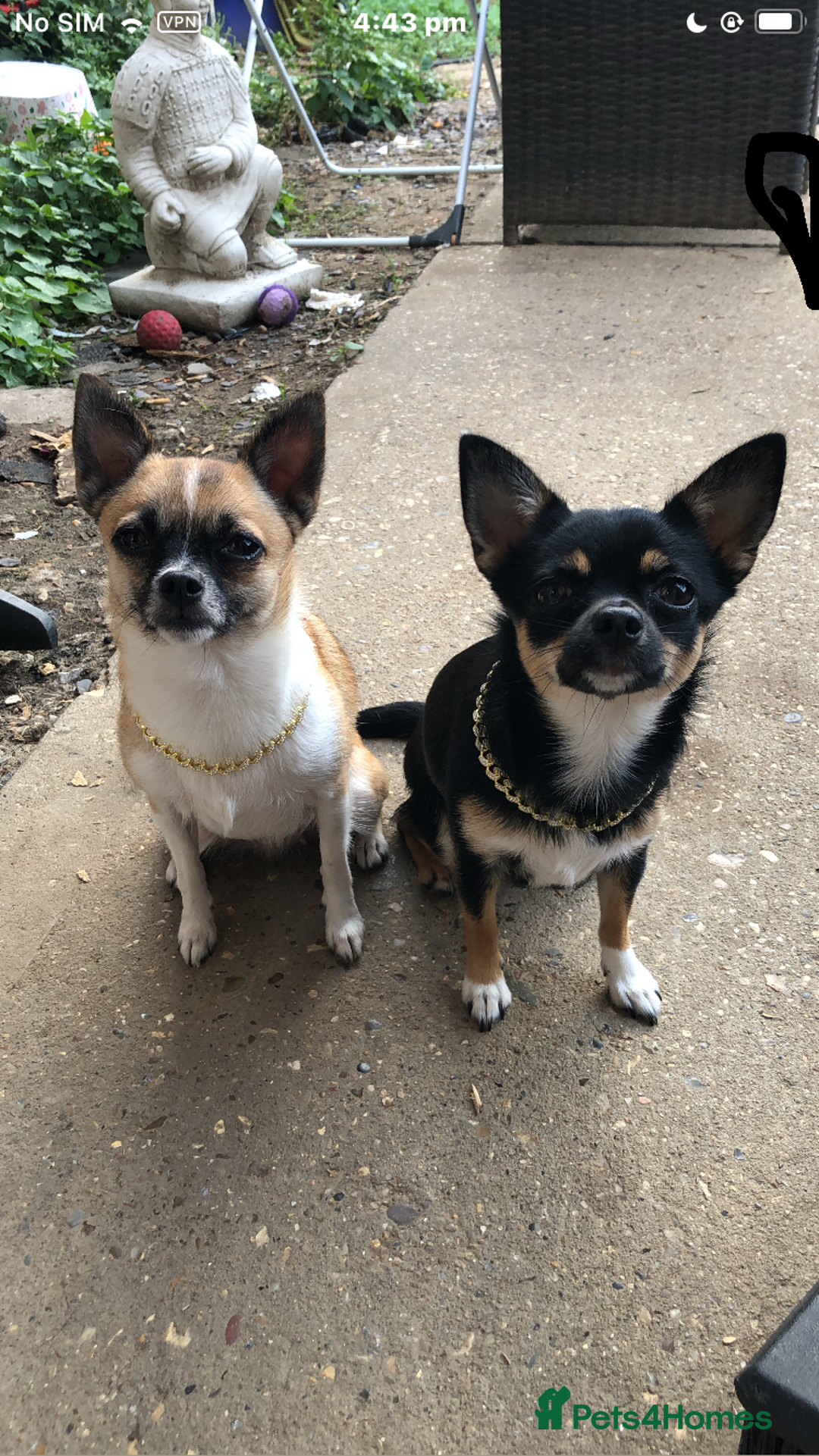 Pomchi dogs for sale: 🐾POMCHI PUPPIES🐾 - Image 3